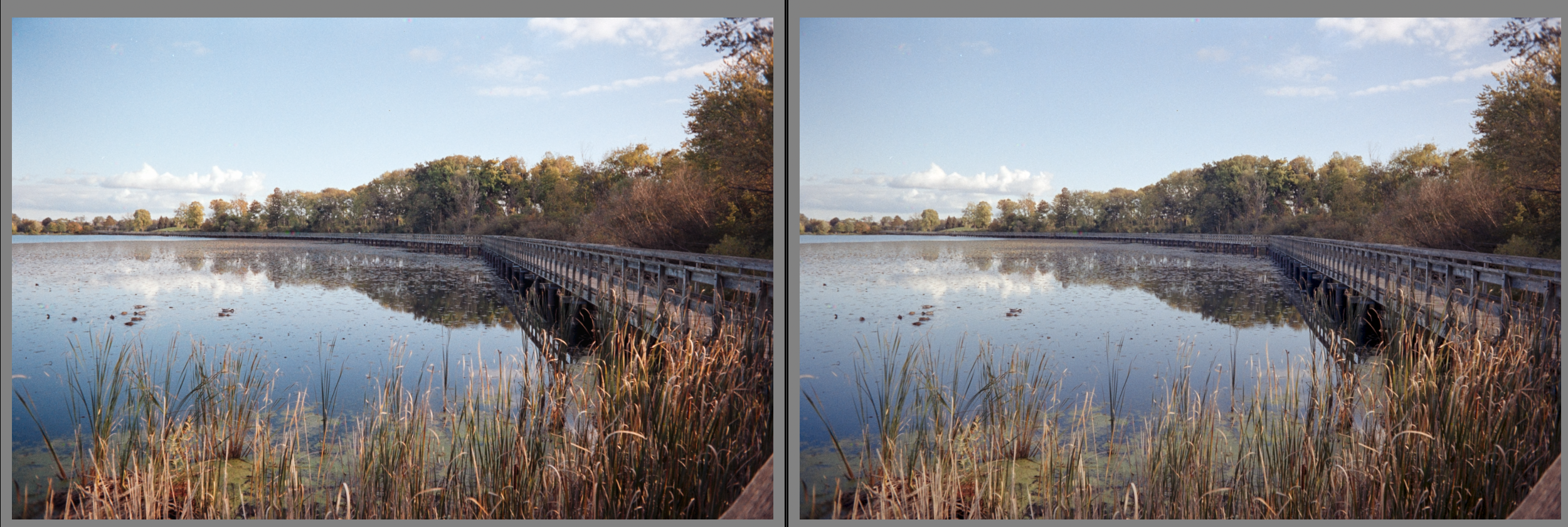 Boardwalk over the water with grass growing out of it.