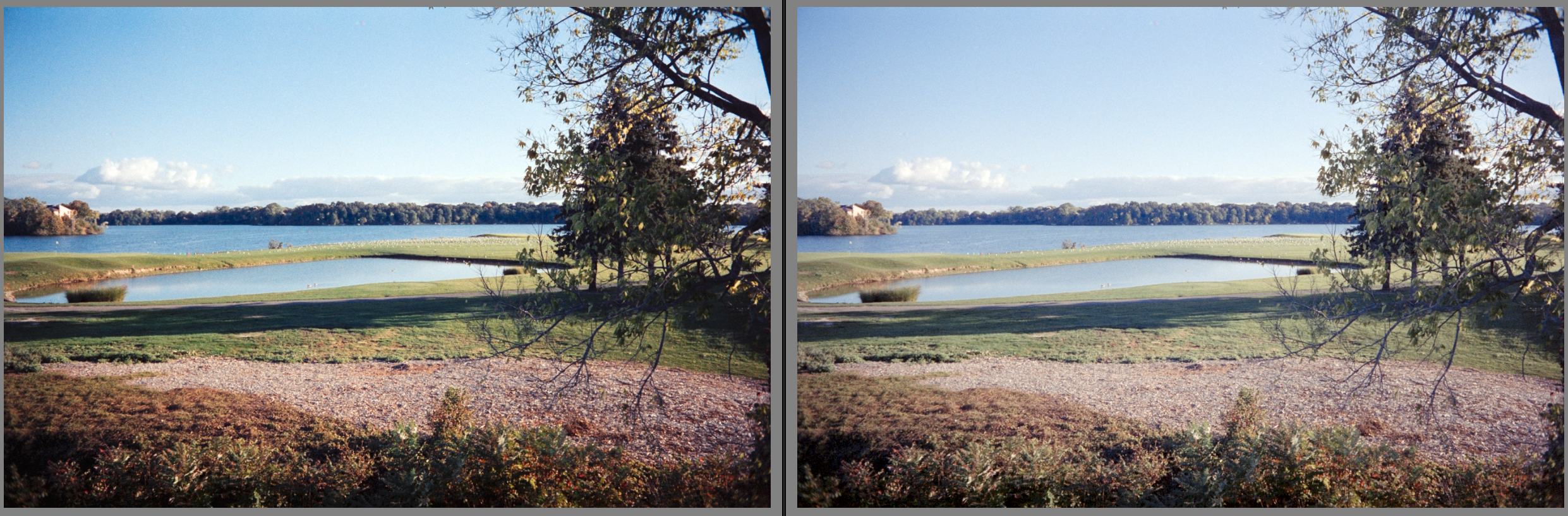 Looking out onto a golf course covered with gulls