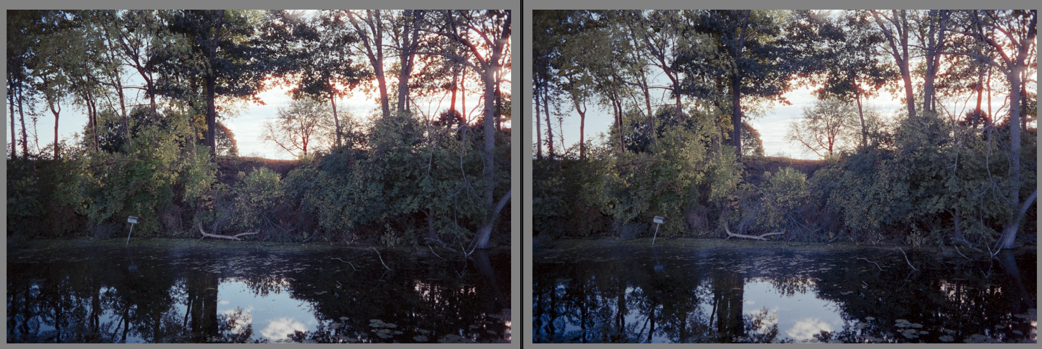 Brush in the foreground is in the shadows, while a strong backlight shines in. There are strong halations, but some detail is maintained in the shadows.